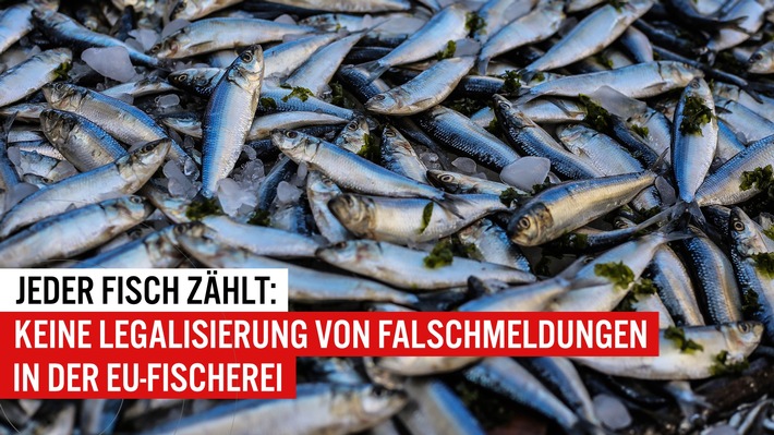EU Fischerei-Kontrollverordnung_EJF.jpg