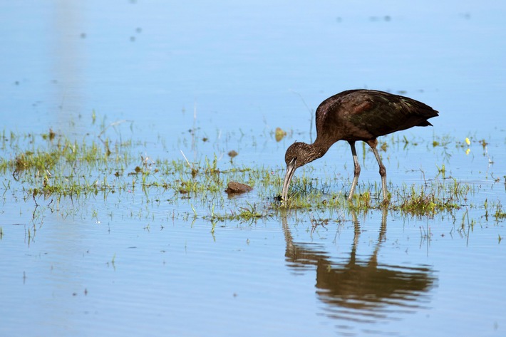 "Wetlands, die Erbschaft von Luc Hoffmann": 3sat stellt Werk des Unternehmers und Ornithologen vor