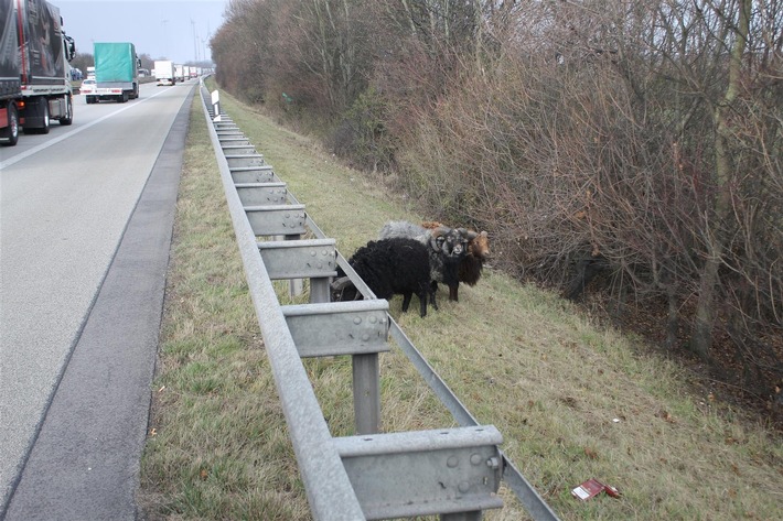 POL-PDNW: Autobahnpolizei schläft nicht, trotz "Schäfchen Zählens"