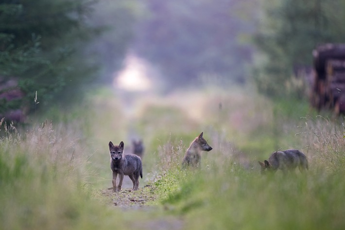 Hessens Wolfsmanagementplan könnte gegen EU-Naturschutzrecht verstoßen