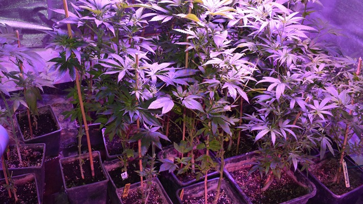 POL-REK: 180920-1: Nach Unfallflucht: Polizei findet Cannabispflanzen bei 48-Jährigem - Bedburg