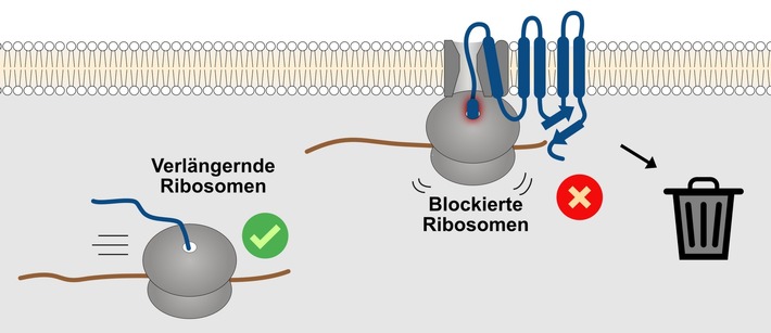 Die Qualitätskontrolle von Transmembranproteinen beginnt am Ribosom