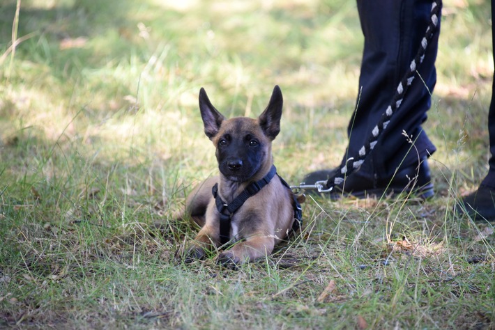 POL-E: Essen/Mülheim a.d. Ruhr: Die Polizei Essen und Mülheim a.d. Ruhr bekommt tierische Unterstützung - acht Wochen alter Welpe wird zum Polizeihund ausgebildet