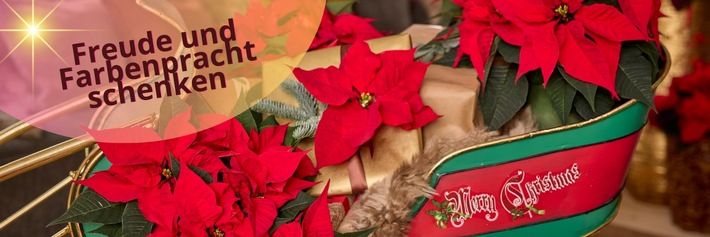 Freude und Farbenpracht schenken: Blühende Präsente mit Weihnachtssternen