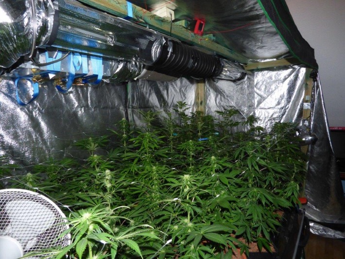 POL-REK: Cannabispflanzen entdeckt - Frechen