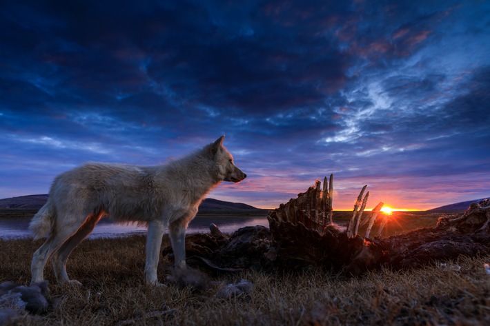 National Geographic WILD reist für die dreiteilige Doku-Serie &quot;Königreich des Polarwolfs&quot; in die unberührte Arktis