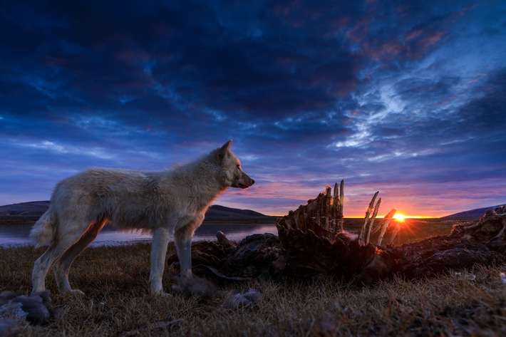 National Geographic WILD reist für die dreiteilige Doku-Serie "Königreich des Polarwolfs" in die unberührte Arktis