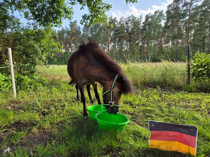 Europameisterschaft 2024: Mini-Shetty-Pony Alma sagt den Sieg voraus