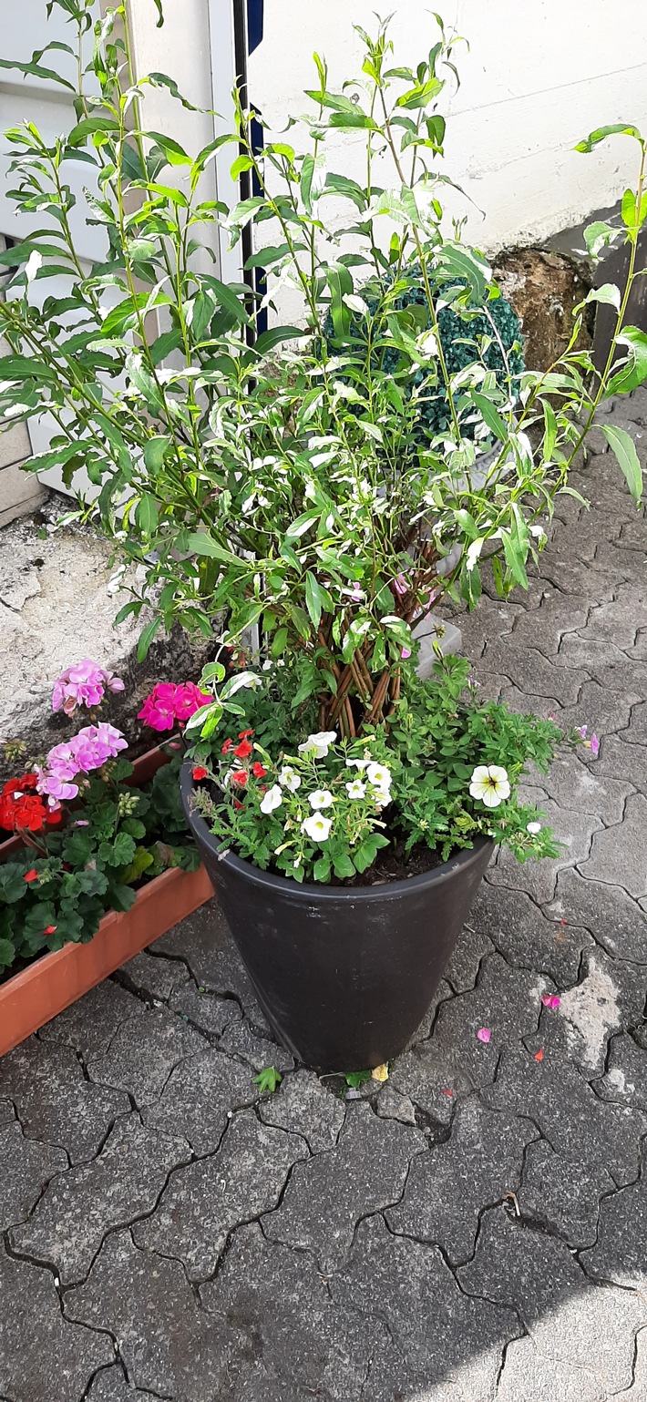 POL-SI: Polizei überführt "Blumendieb" und sucht nun Besitzer von entwendeten Pflanzkübeln - #polsiwi