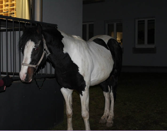 POL-PDLD: Außergewöhnlicher Besuch bei der Polizei