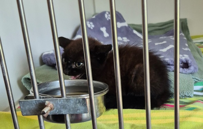 POL-KI: 250709.2 Kiel: Kampflustige Katze entpuppt sich als Kätzchen