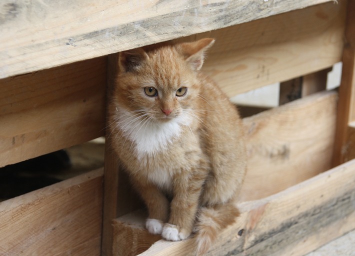 Pressemitteilung: Das Bündnis "Pro Katze" schreibt Förderpreis für innovative Katzenschutzprojekte aus