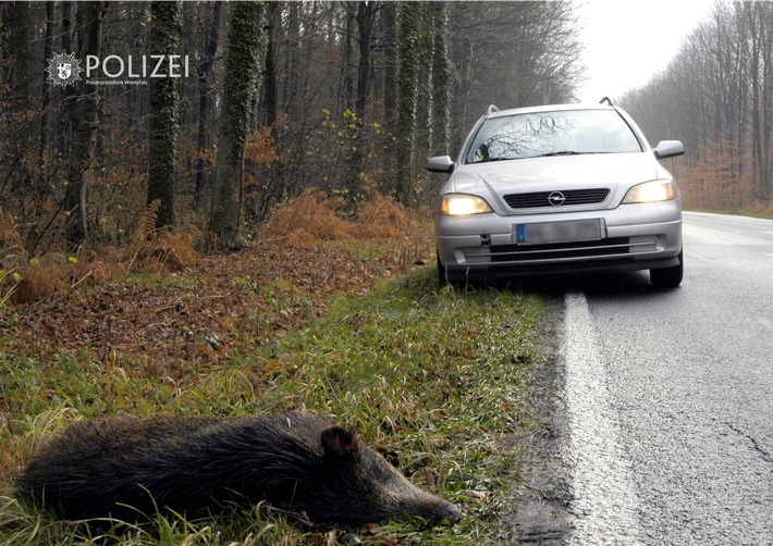 POL-PPWP: Aktuell viele Wildunfälle