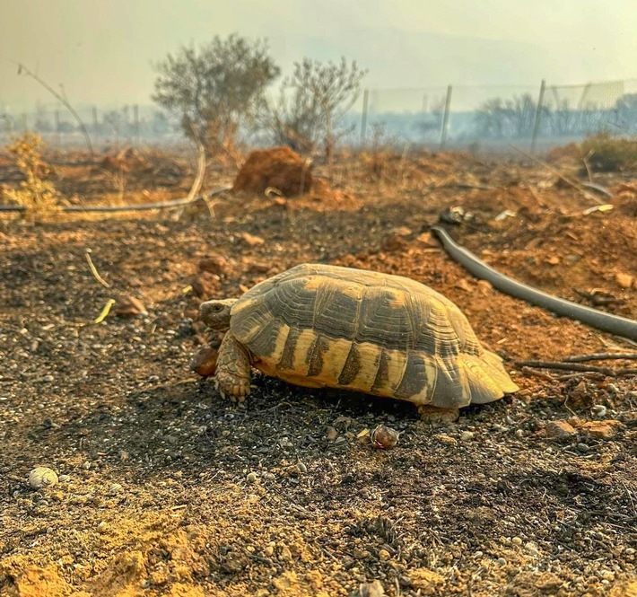 Brände in Griechenland: Ökologische Katastrophe bedroht Schildkröten