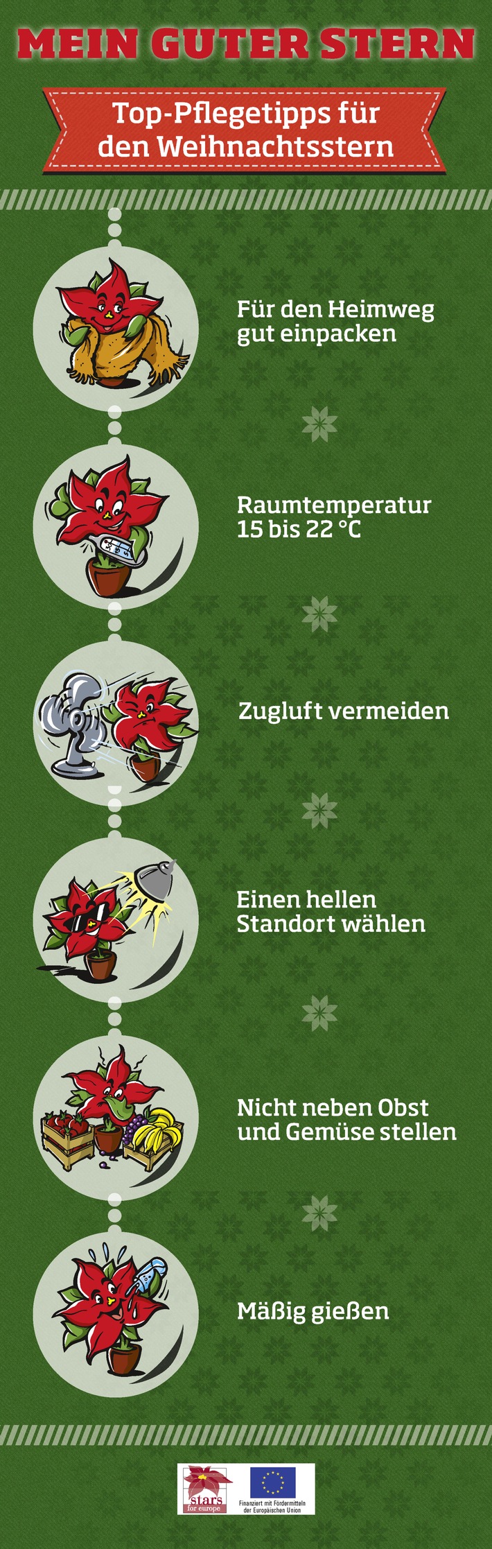 "Mein guter Stern": Infografik zur perfekten Weihnachtsstern-Pflege