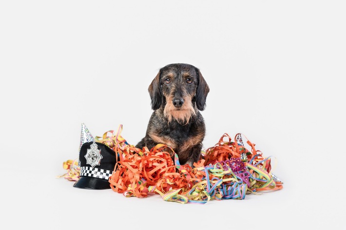 Les chiens et le carnaval ne font pas bon ménage