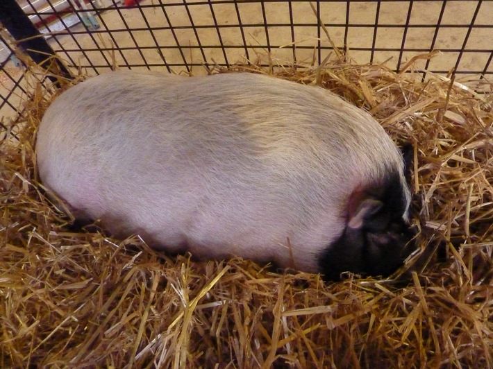 POL-NOM: Außergewöhnliche Fundsache - Hängebauchschwein