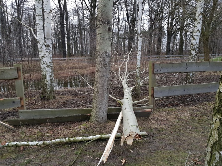 Baum reißt Zaun im Kinderdorf ein