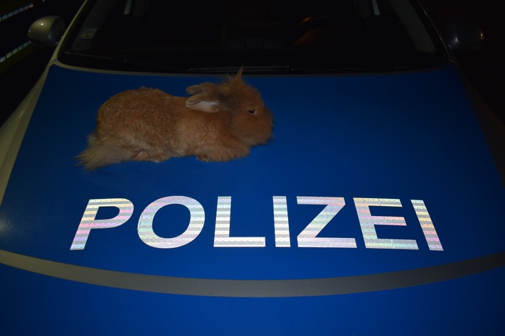 POL-STH: Stadthagen-Wer vermisst das Kaninchen?