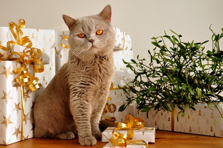 Tierallergien checken: Keine Katze unterm Weihnachtsbaum
