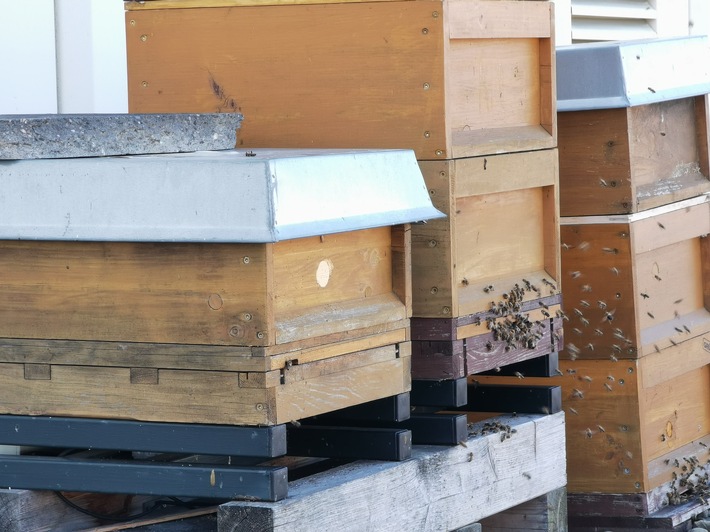 POL-PPMZ: Mainz-Hechtsheim: Diebstahl aus Bienenbeuten
