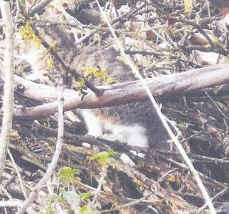 LPI-NDH: Katzenwelpen ausgesetzt - Polizei sucht Zeugen