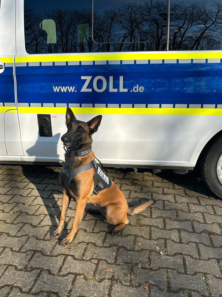 HZA-DU: Zollhund Frieda findet Drogenversteck im Auto - Über ein Kilogramm Kokain sichergestellt