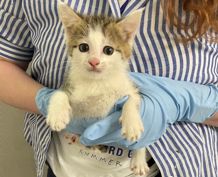 POL-DA: Lorsch: Katzenbaby sucht Zuflucht bei der Polizei