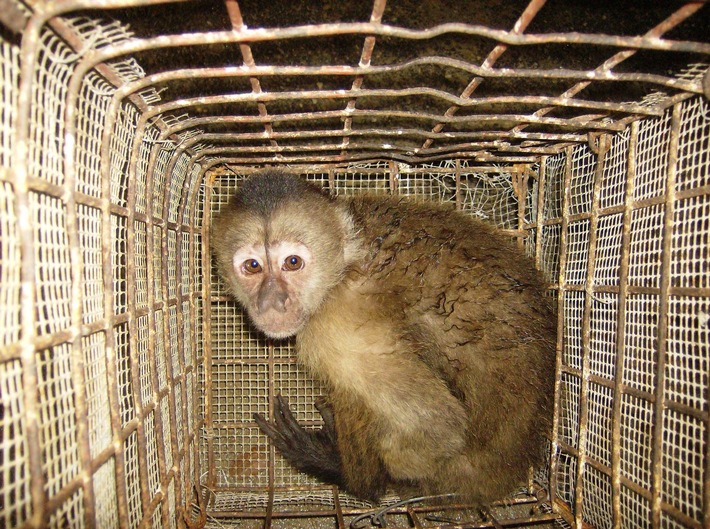 Bundestag fordert Einschränkung des Wildtierhandels und Bekämpfung von Pandemie-Ursachen
