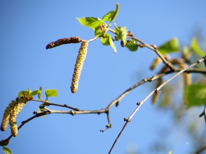 Es geht los: Erste Birkenpollen gesichtet!