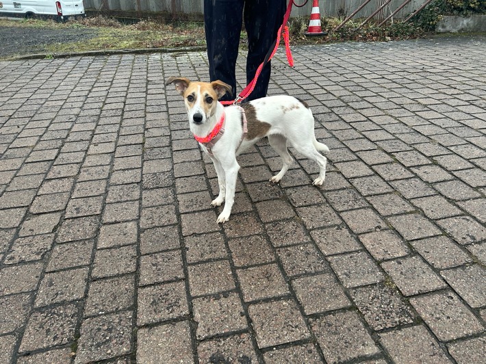 POL-PIOPP: Hündin auf Erkundungstour in der Oppenheimer Neustadt