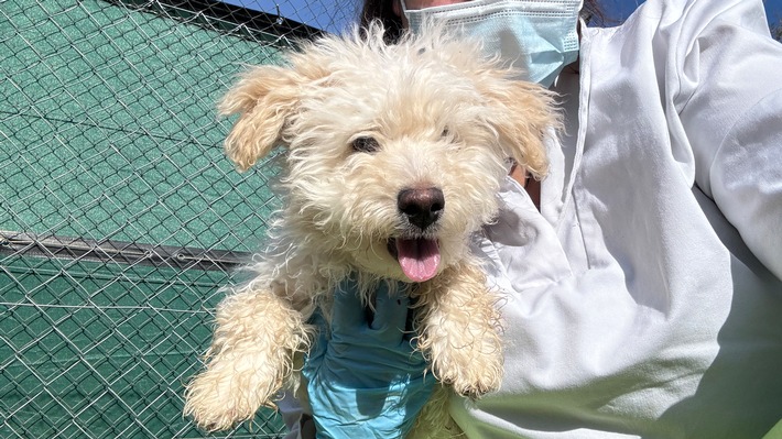 Das traurige Schicksal des illegalen Welpen Idefix