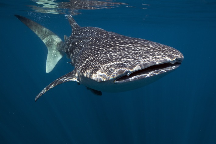 Historischer Wendepunkt: Internationale Artenschutzkonferenz stellt über 70 Hai- und Rochenarten unter Schutz