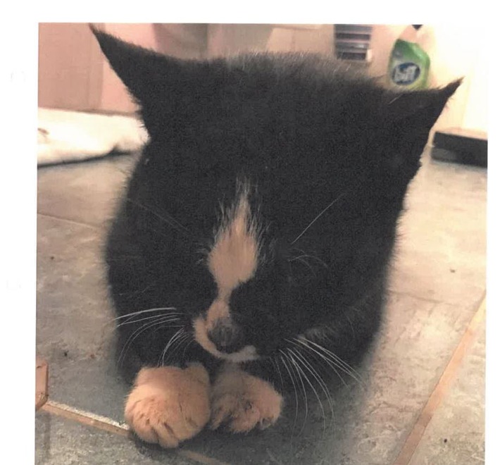 POL-AUR: Carolinensiel - Katze im Straßengraben aufgefunden