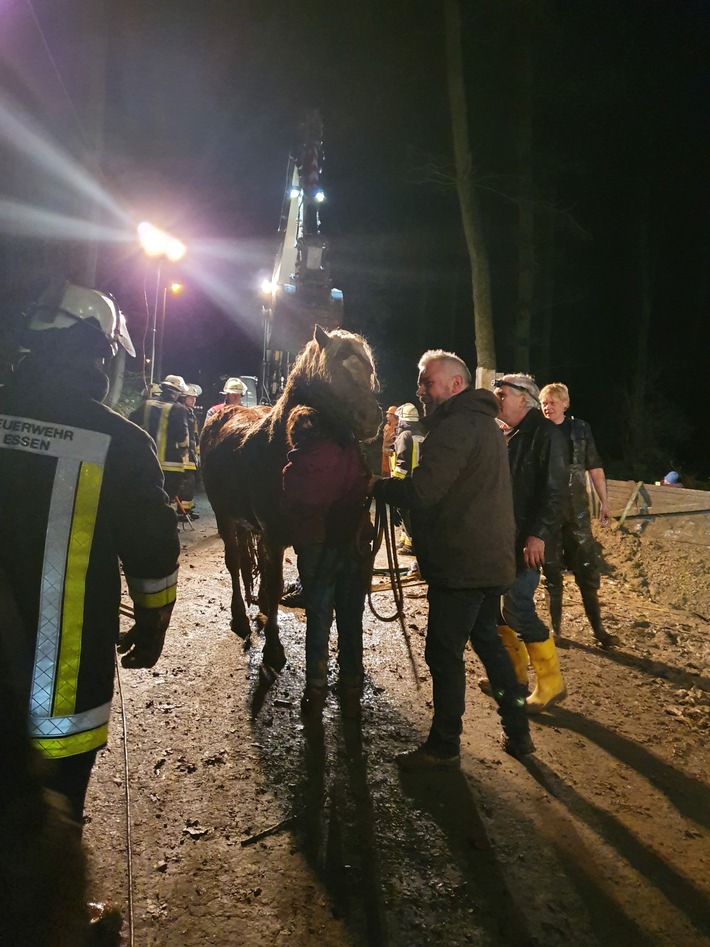 FW-E: Pferd steckt im Schlamm fest - Erfolgreiche Tierrettung in Essen-Schuir