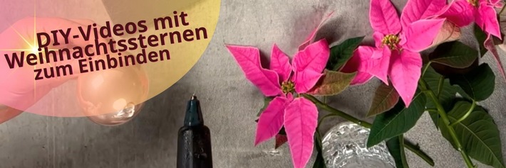 Kreativ in der Weihnachtszeit: Neue Videos präsentieren DIY-Ideen mit Weihnachtssternen