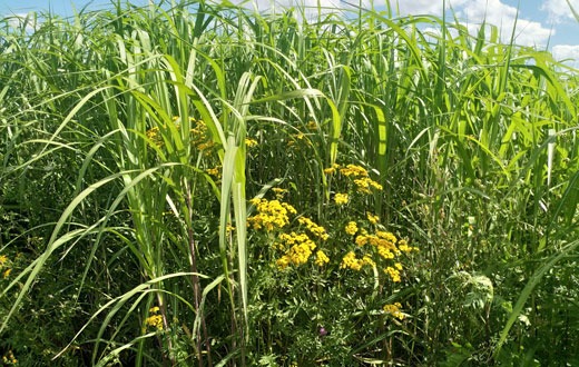 Bioenergie vom Acker: Miscanthus und Wildblumen