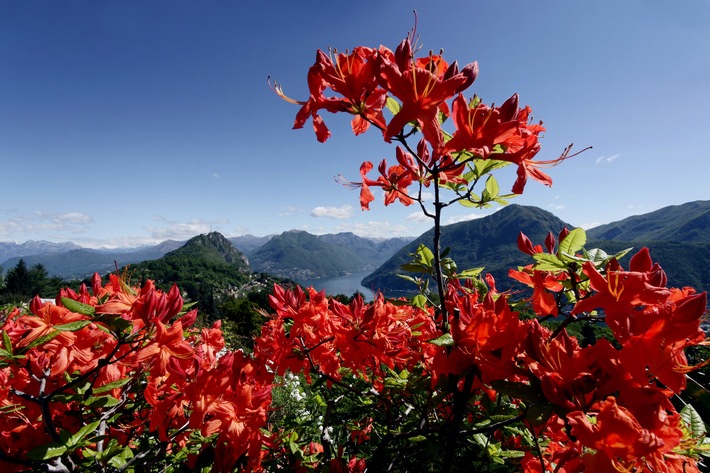 Aufblühen im Tessin - Die schönsten Tessiner Parks im Portrait (BILD/ANHANG)