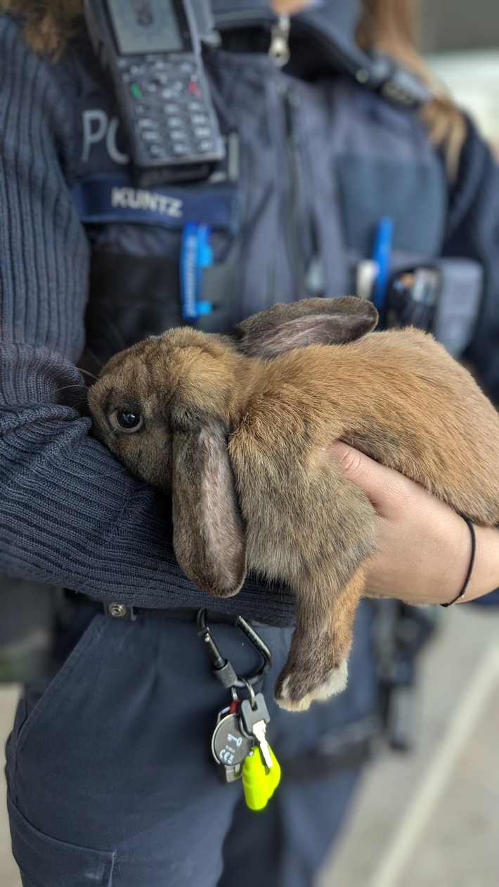 POL-PDLD: Bad Bergzabern - Kaninchen gefunden