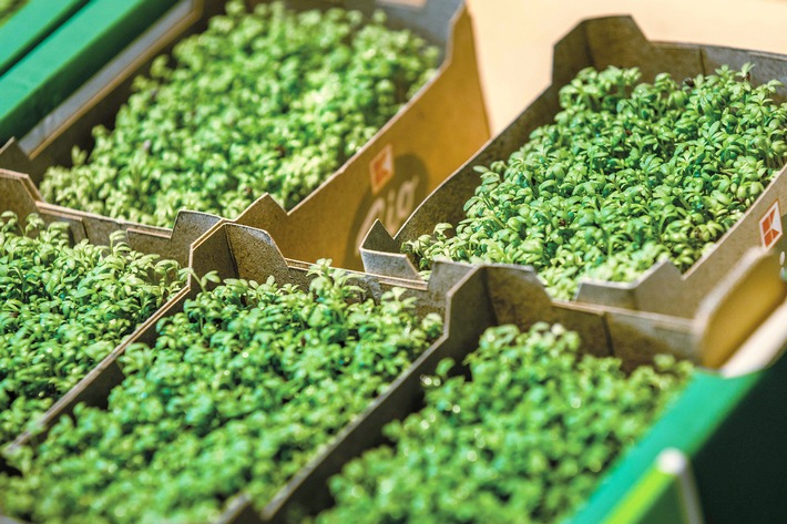 Nachhaltige Silphie-Verpackungen von OutNature bei Kaufland und Lidl