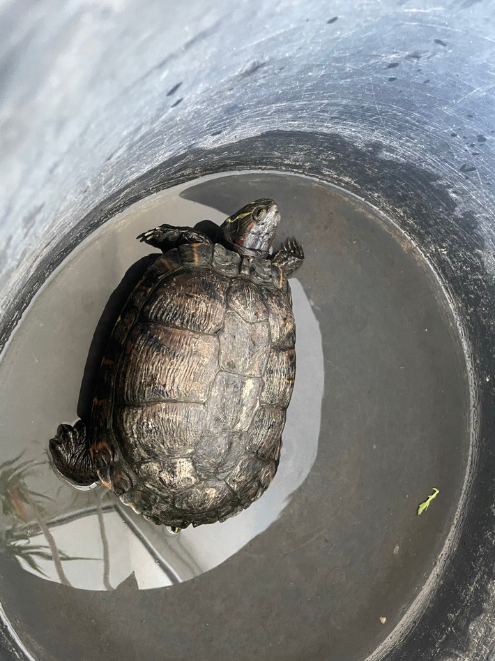 POL-PIOPP: Fundtier - Schildkröte quert die B420 bei Schornsheim