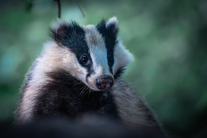 DJV-Ethikpapier setzt die Legitimität der Jagd voraus, statt sie zu prüfen / Wildtierschutz Deutschland fordert verbindliche Nachweise für Notwendigkeit, Wirksamkeit und Folgen jagdlicher Tötungen