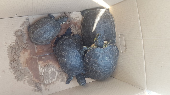 POL-NI: Nienburg/Stöckse: Unbekannter setzt vier Schildkröten am Stöckser See aus