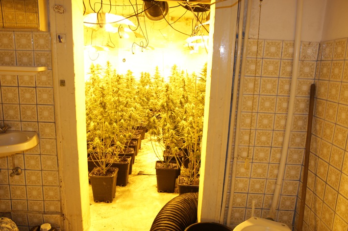 POL-HR: Professionelle Cannabisplantage mit rund 1100 Pflanzen bei Hausdurchsuchung entdeckt - zwei Tatverdächtige in Untersuchungshaft