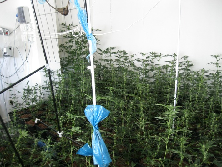 POL-H: Polizei beschlagnahmt 189 Marihuanapflanzen