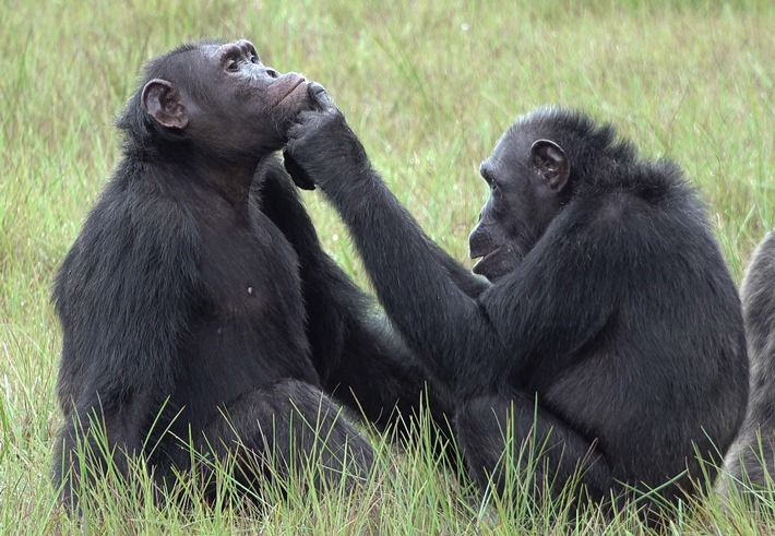 Schimpansen verarzten offene Wunden mit Insekten: Erste Beobachtungen aus Gabun / Mögliche pharmazeutische Wirkung
