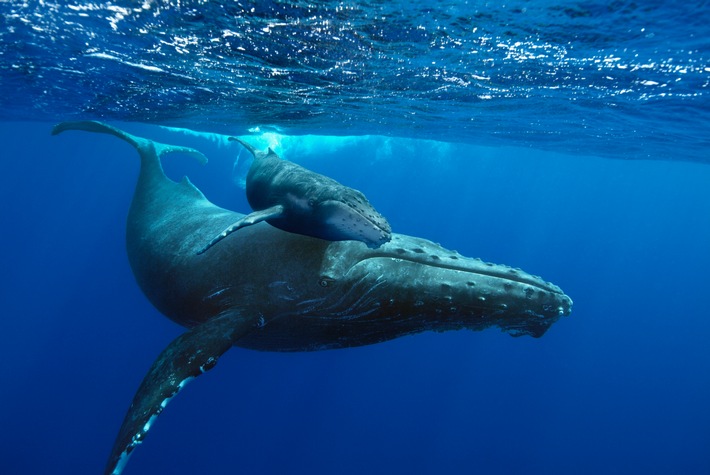 IMAX Kino auf UHD1 by HD+: Buckelwale und Islands Naturwunder so nah wie nie zuvor