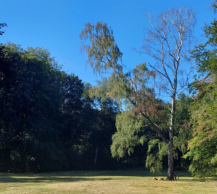 Ursachen und Auswirkungen vom vermehrten Birkensterben