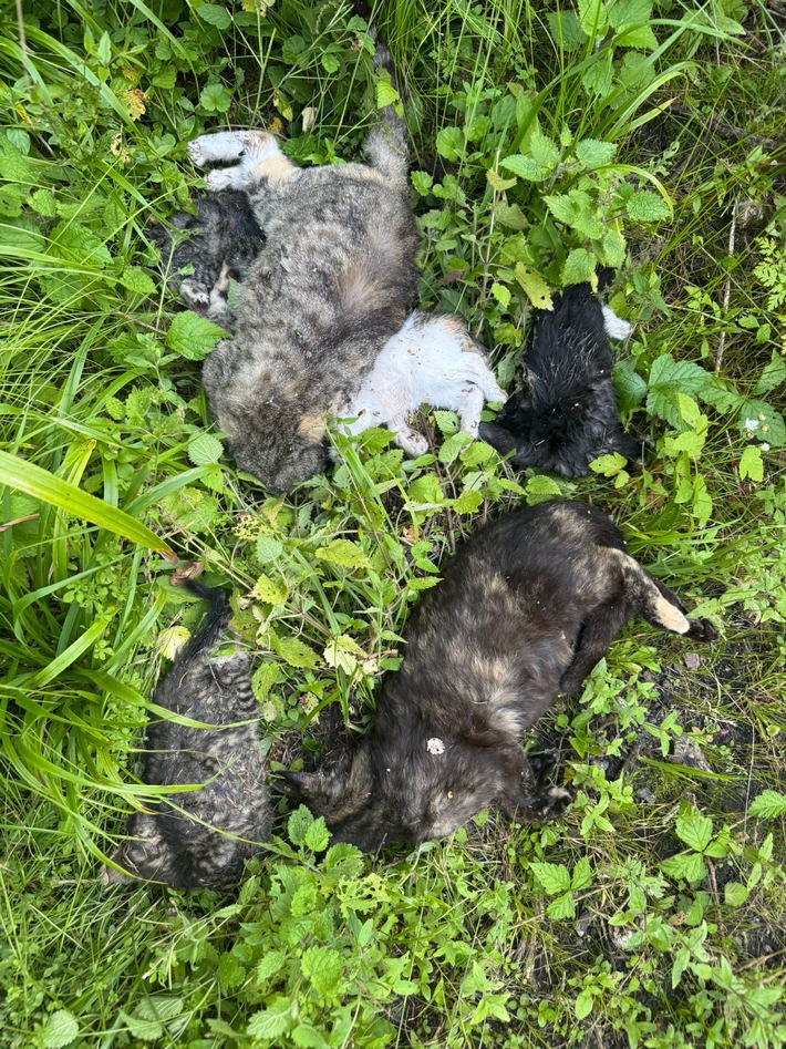 POL-HST: Tote Katzen gefunden - Polizei sucht Zeugen