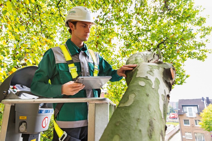 Unterschätzte Bruchgefahr: Jeder vierte Baum ist ein Sicherheitsrisiko / DEKRA zieht Fazit nach 85.000 Baumkontrollen